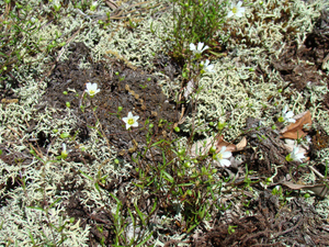 Photo By: Kimberly J. Smith. Photo taken: Ulster County, NY on 28 May 2008